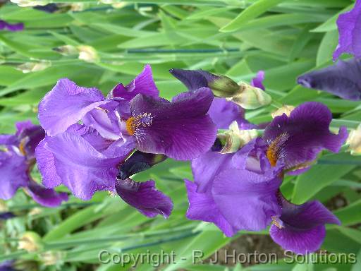 Iris Bearded Purple 1 